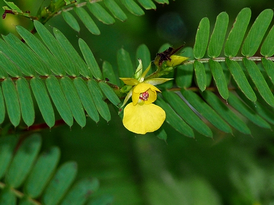 {Chamaecrista nictitans}